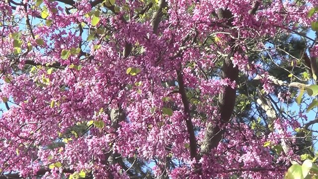 Cercis tree in blossom