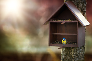 Bird feeder and Blue Tit (Cyanistes caeruleus)