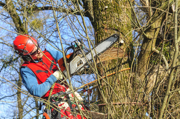 Baumpfleger arbeitet mit der Motorsäge im Baum