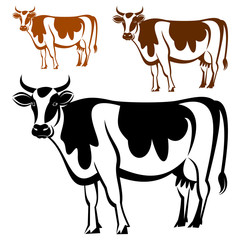 Fototapeta premium Cow
