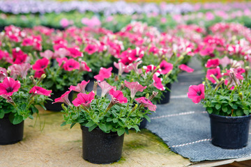 Cultivation of different flowers in greenhouse