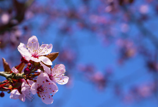 Cherry Blossom in springtime
