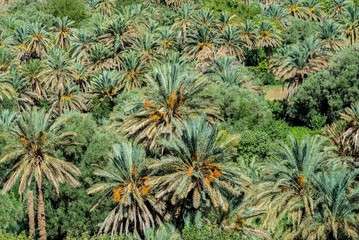 Palm plantation in Morocco