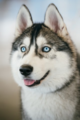 Naklejka na ściany i meble Blue-eyed Gray Adult Siberian Husky Dog portrait