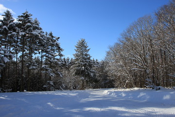 冬の森