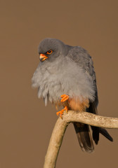 Male of red footed falcon sitting on the branch with one leg lifted, clean background, Hungary, Europe