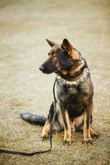 German Shepherd Dog Close Up 