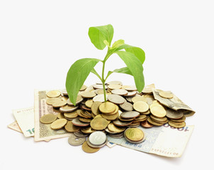 money conception,plant growing on coin pile