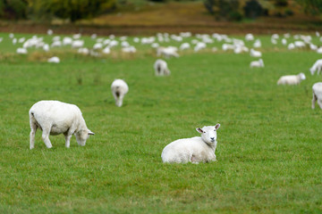 Sheep with New Zealand Landscape