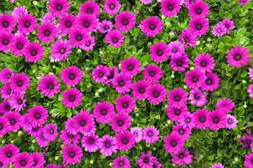beautiful pink gerbera flower on nature green background
