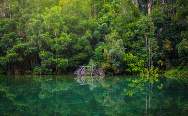 Stream in the tropical forest.