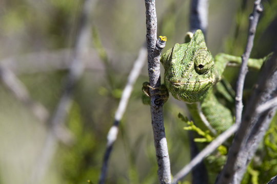 Mediterranean Chameleon, Ria Formosa Nature Park, Portugal.