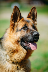 Black German Shepherd Dog or Alsatian Wolf Dog
