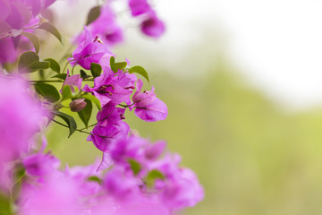 Pink bougainvillea flowers