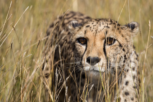 Cheetah portrait in tall grass