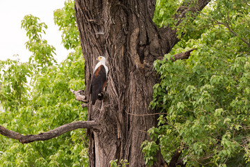 Fish Eagle perched on tree