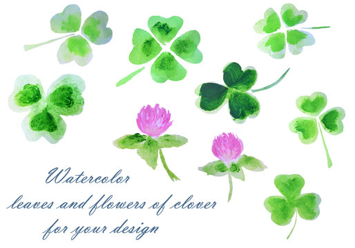 Watercolor leaves and flowers of clover for your design
