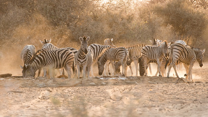 Zebras at waterhole
