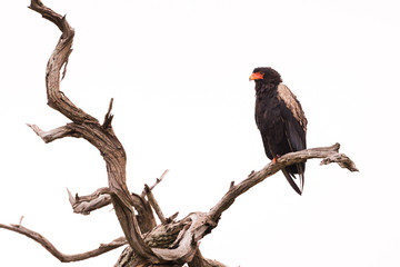 Bateleur in Dead Tree