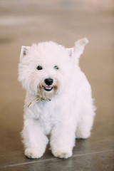 Smiling White West Highland White Terrier, Westie, Westy, Dog