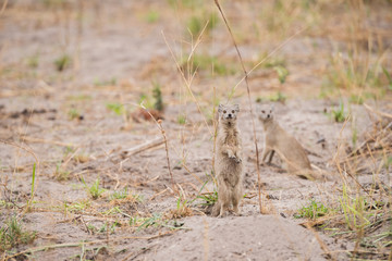 Yellow Mongoose