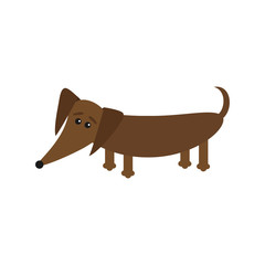 Dachshund dog breed with tongue. Cute cartoon character on white background. Isolated. Flat design