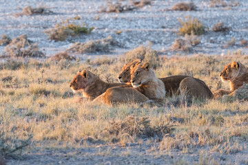 Lion Group in Etosha