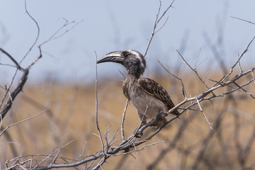 Grey Hornbill