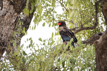 Bateleur