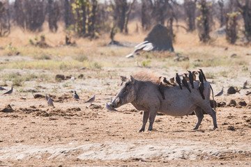 Warthog and Oxpeckers