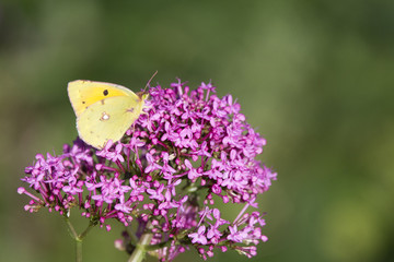 Clouded Yellow butterfly nectaring on Red Valerian flowers, Cornwall, England, UK.