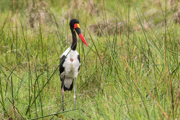 Saddle-billed Stork in grass