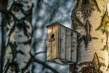 Birdhouse on a birch tree in winter. Moscow.