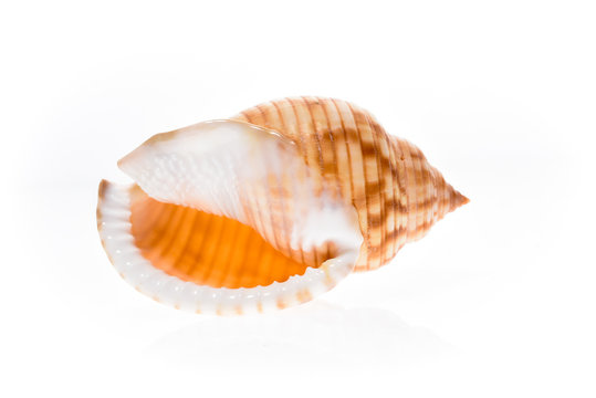 Helmet sea shell - Galeodea echinophora. Empty house of sea snai