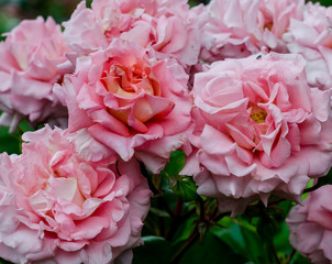 Pink Rose Floribunda