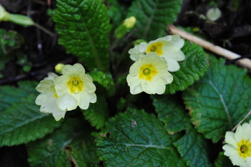 Primeln-Frühlingsgrüße