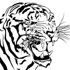 Tigers bared Isolated white background.