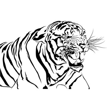Tigers bared Isolated white background.