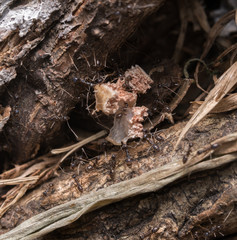 ants carrying dead bug
