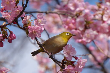 河津桜にメジロ
