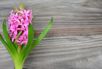 Pink hyacinth flower