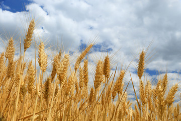 wheat closeup