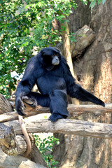Siamang, black furred gibbon, Thailand