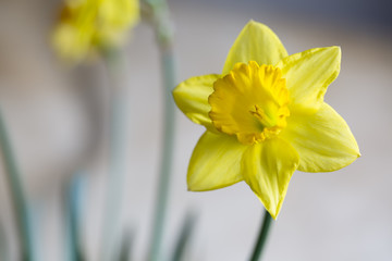 Narcissus