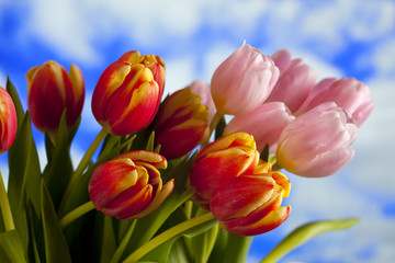 Fresh  bunch of tulips on bright background