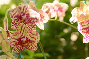 Naklejka na ściany i meble orchids is considered the queen of flowers in Thailand