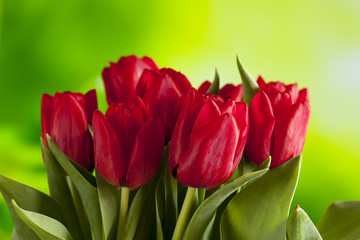 Bunch of red tulips on nature background
