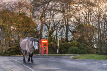 Dartmoor pony walking on road past phonebox
