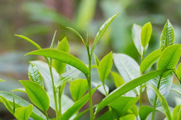closeup fresh green tea leaves