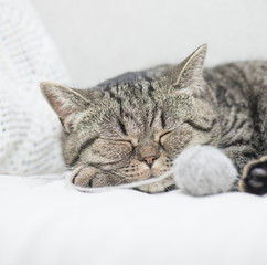 Obraz na płótnie Canvas Sleeping tabby cat with ball of yarn